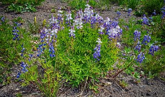 Day 3 - Blue White Lupine 2