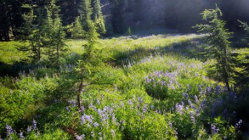 Day 3 - Morning Lupin Field 3 2