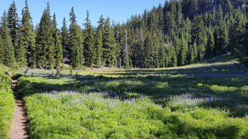 Day 3 - Morning Lupin Field 5