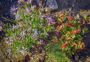 Day 4 - In the Burn, Life Continues 2 2