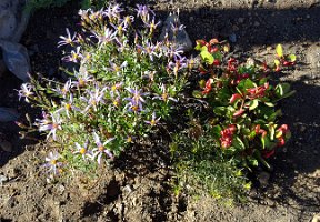 Day 4 - In the Burn, Life Continues 2