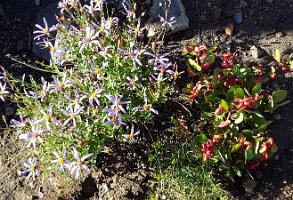 Day 4 - In the Burn, Life Continues 3