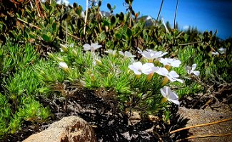 Phlox - Truckee CA
