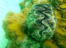clammy again 071