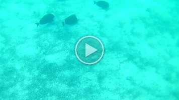 large black feeding fish