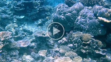 Pretty coral bad video