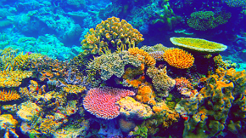 Pretty coral bad video_000110