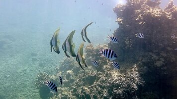 batfish at Split Rock