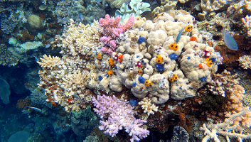 6. xmas tree photo opp_000006_edited