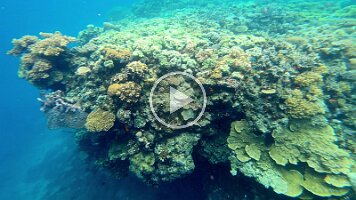 marg and pretty coral at end