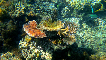 house reef 1