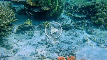 beautiful coral shot