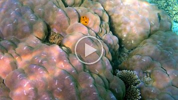 yellow christmas worm close up