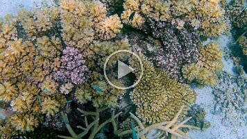 Curios Blue and orange fish