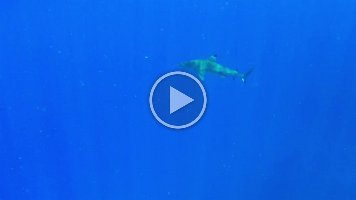 Sharks 1