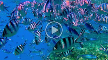 lots of fish