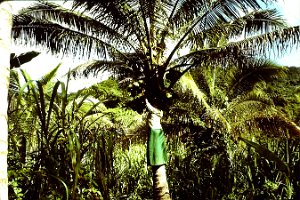 12.78 picking coconut 3