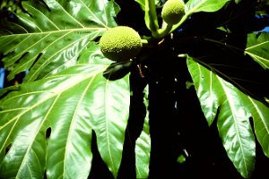 58. breadfruit