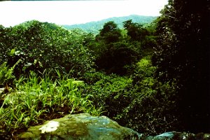 View from the waterfall