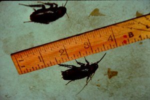 cockroaches in Nayavu and these were not the biggest