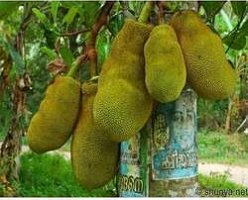 jack-fruit-250x250