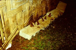 toads line up for the evening feast outside where we keep lantern.