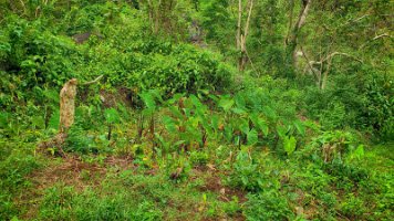 20191026_102424-Rod-PC