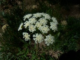 Ammi majus - Bishop's weed