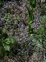 Blue Violet