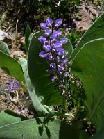 Brewer's Lupin