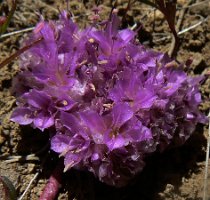Calyptridium monandrum, Pussy Paws