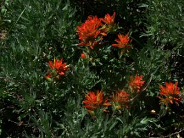 Castilleja Miniata), Giant Red Indian Paintbrush