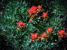 Castilleja Miniata), Giant Red Indian Paintbrush_edited