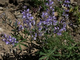 Columbian Monkshood