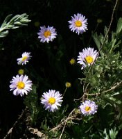 Coulter's Daisy, Erigeron coulteri