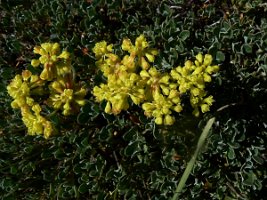 Eriogonum incanum, Frosted or Hoary Buckwheat