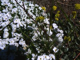 Phlox diffusa, Spreading Phlox - the white