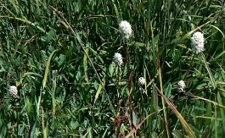 Polygonum.bistortoides, American bistort