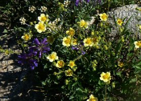 Potentilla glandulosa Lindl - Sticky Cinquefoil