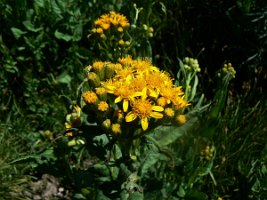 Sierra Butterweed - I think