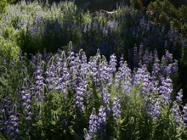 Silvery Lupin