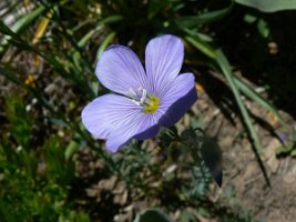 Western Blue Flax 2