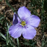 Western Blue Flax