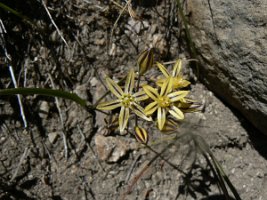 hyacinth brodiaea Maybe