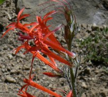 scarlet gilia