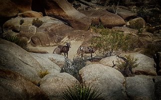 Barker Dam Big Horn Sheep