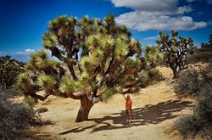 Panorama Loop Big Joshua Trees