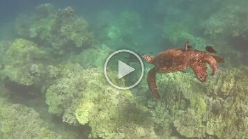 Maui Cleaning Station