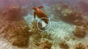 Maui Turtle snuggles in