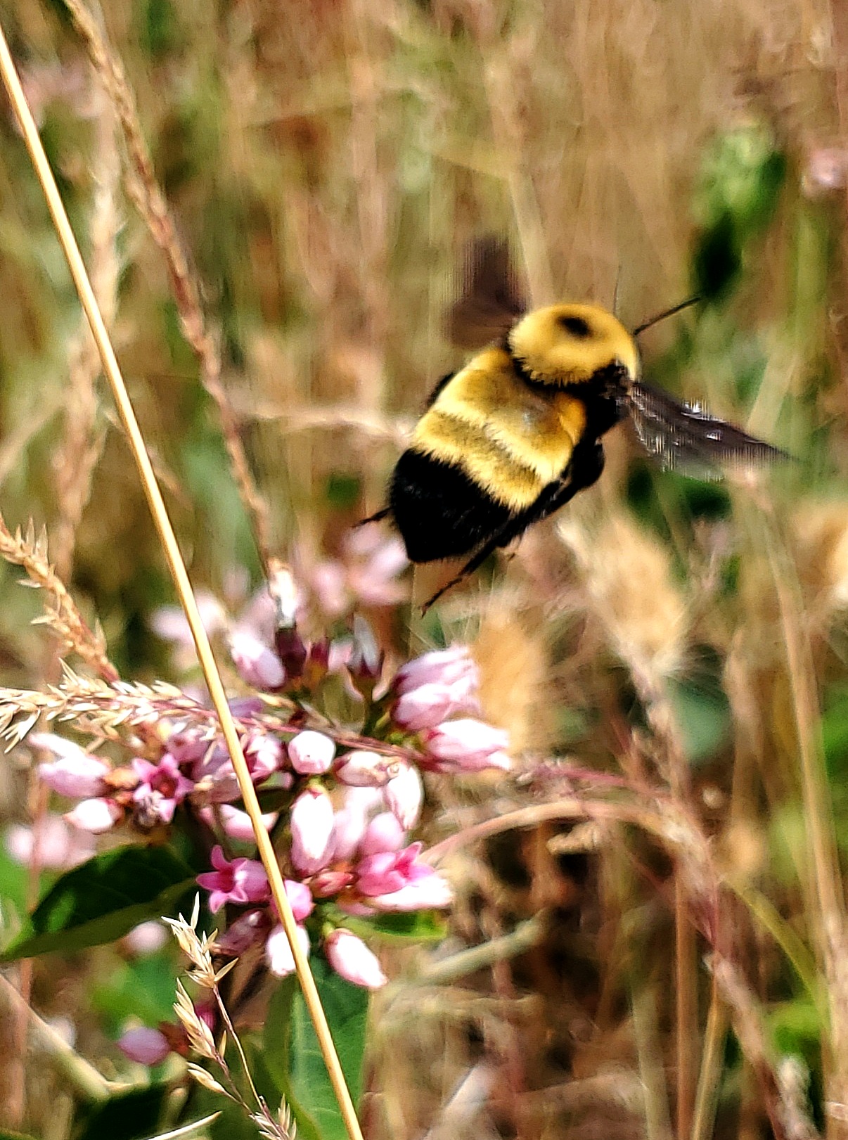 Busy Bumble